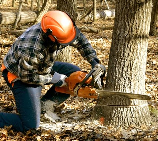 Tree Removal in Riverton, IL